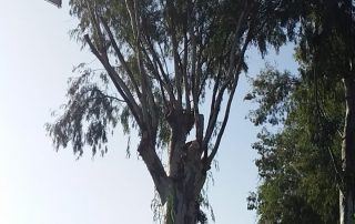 כריתת עצים חיפה