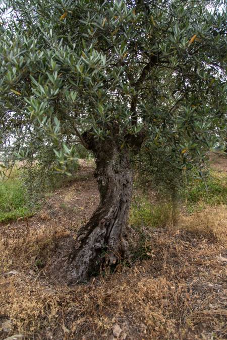כריתת עץ בבית פרטי - זית