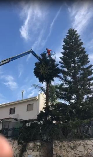 גיזום עץ עם מנוף