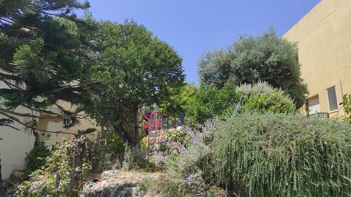גיזום עצים בוגרים