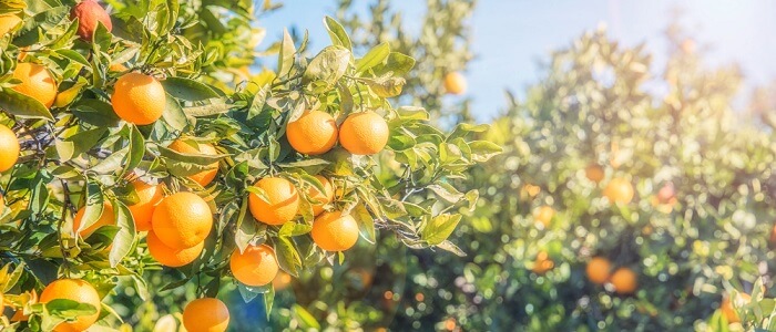 גיזום עצי הדר בוגרים