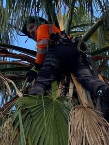 גיזום עץ דקל