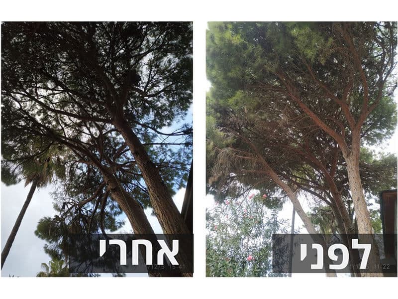 אוורור עצי אורן ותיקים