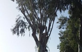 גיזום עצים בגובה